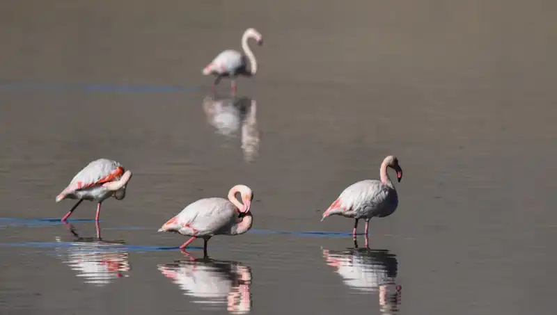 Kuş Cenneti Tehdit Altında: Flamingo Sayısı Eşsiz Güzellikte Azalıyor