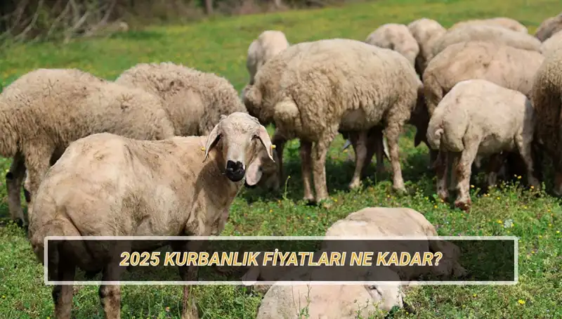 2025 Yılı Kurban Fiyatları: Büyükbaş ve Küçükbaş Kurbanlıklar Ne Kadar?