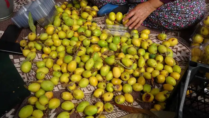 Muşmula Hasadı Sezonu Başladı: Kilosu 150 TL’ye Ulaşan Fiyatlarla!