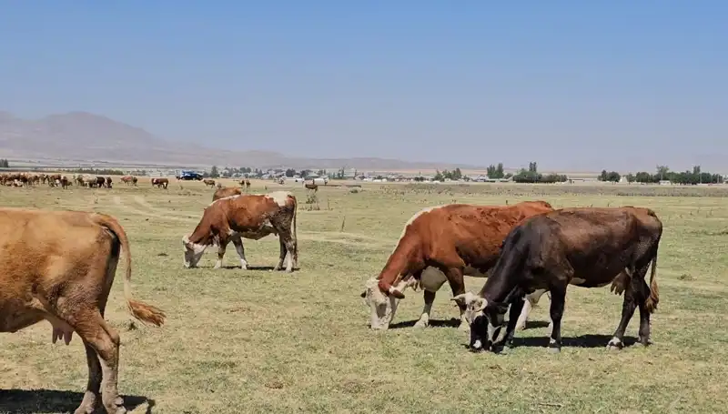 Arin Gölü’ndeki Kuru Kırılma: Su Krizi Kapıda mı?