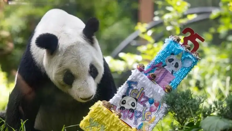 Dev Panda Xin Xin, 35. Doğum Günü Kutlamasıyla Göz Kamaştırdı