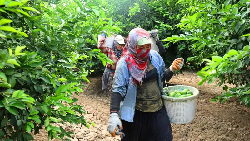 Marketlerde Patlıcan Fiyatları Şok Etti: Hasat Başladı, Umutlar Yeniden Yeşerdi!