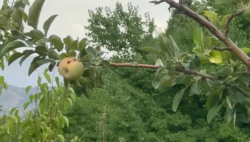 Yüzyılın Don Olayı: Tarımda Krize Yol Açan Çürük Elma Üretimi