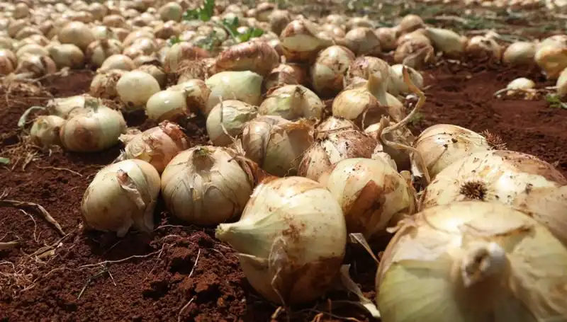 Hatay'da Soğan Hasadı Başladı: Rekolte Çiftçileri Sevindiriyor