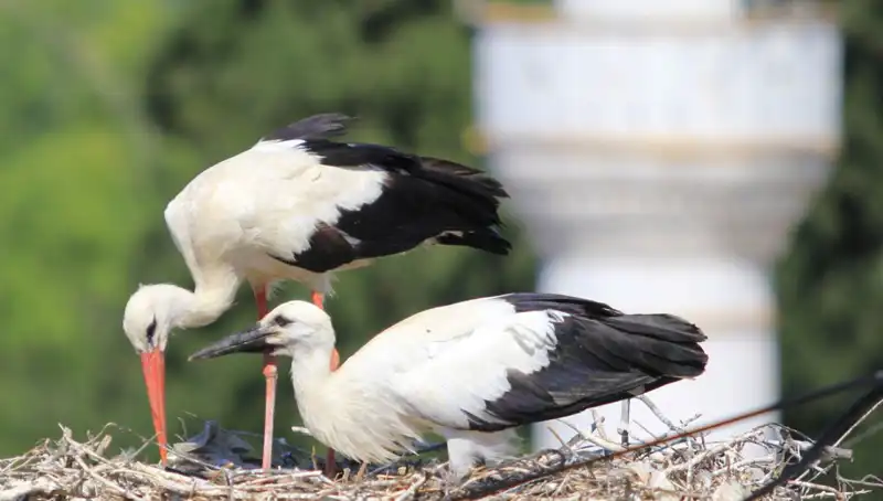 Leylek Köyü: Yaren Leyleği Kıskandıracak 8 Kat Daha Çok Yuva Var!