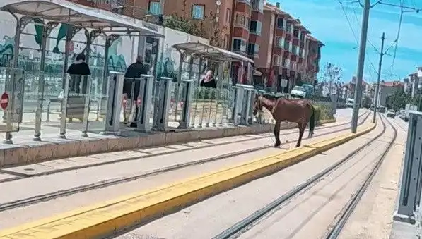 Eskişehir’de Tramvay Raylarında Baş Başı Boş At Görüntüsü Şaşkınlık Yarattı