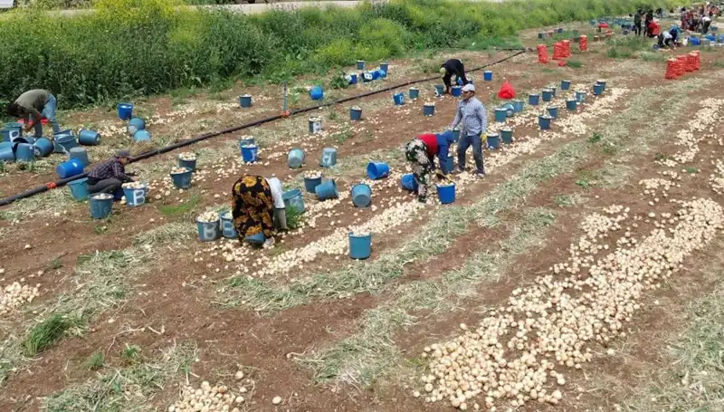 Soğan Hasadı Bahar Geldi, Fiyatlar Düşmeye Başladı!