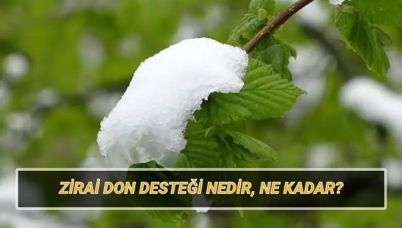 Zirai Don Desteği Açıklandı: Kimler Faydalanacak ve Ne Kadar Alacak?