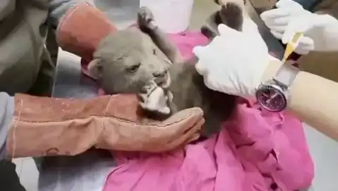 Karabük'te Tuhaf Bir Keşif: Yavru Bozayı Doğada Tek Başına Bulundu!