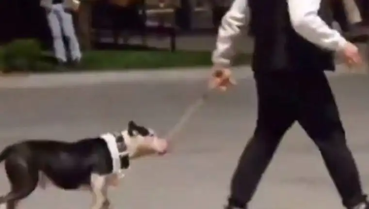 Ağızlıksız Pitbull'un Olayı, Sahibine Cezaya Mal Oldu!