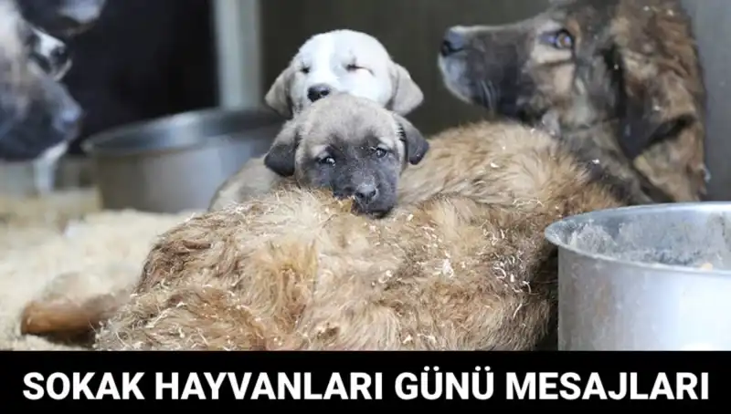 Dünya Sokak Hayvanları Günü: Ne Zaman ve Nasıl Kutlanmalı?