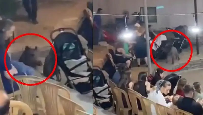 Yaban Domuzu Düğün Bahçesinde Panik Yarattı: Konuklar Şaşkın!