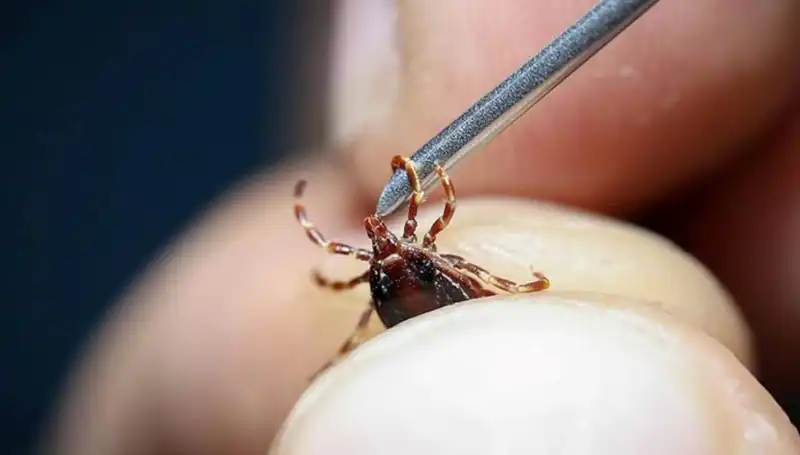Yaz Mevsiminde Kenelere Dikkat: Sağlığımızı Tehdit Eden Tehlike