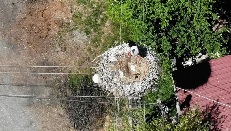 Baharın Müjdecisi Leylek, 22 Yıldır Aynı Yuvaya Dönüyor
