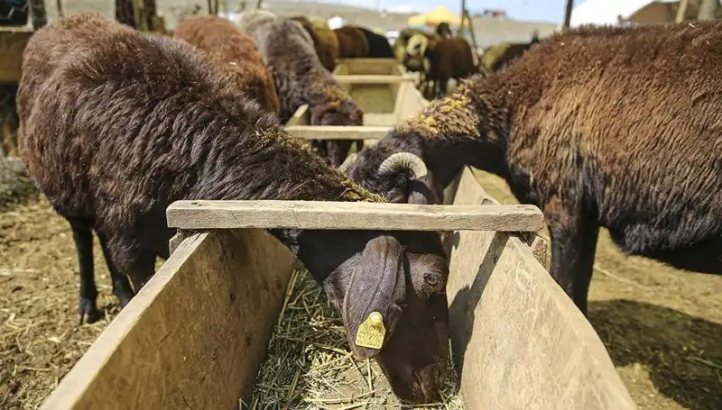 Şap Hastalığı Alarmı: Hayvan Pazarı Kapandı, Ülke Genelinde Tedbirler Alınıyor