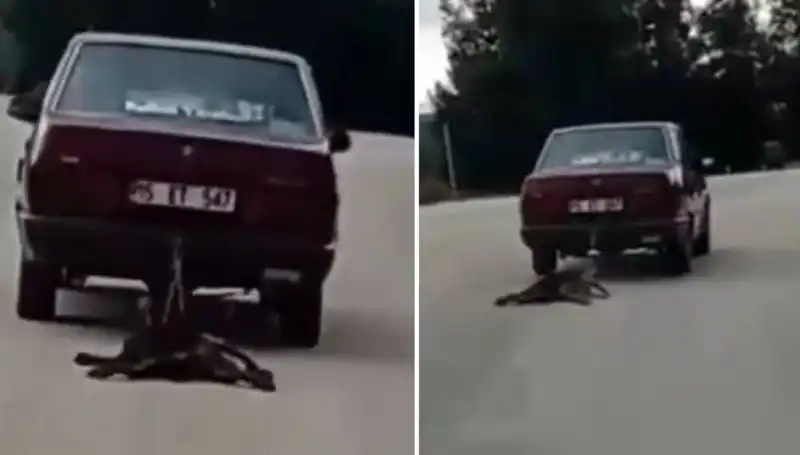 Otomobilin Arakasına Bağlı Köpeği Sürükleyen Skandal Olay