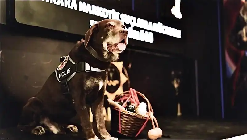 Ankara'nın Kahramanı Narkotik Köpeği Toma, 11 Yılın Ardından Emekli Oldu!