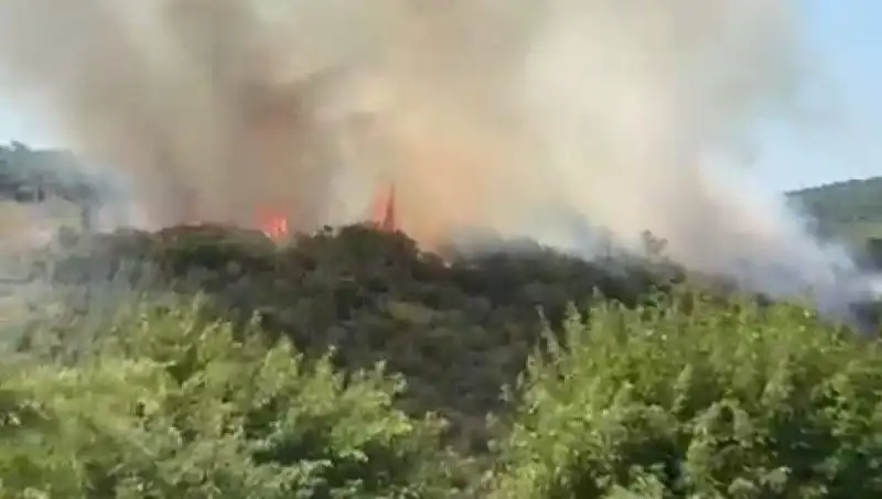 İstanbul'da Nefes Kesen Orman Yangını: Vatandaşlar Hızla Tahliye Edildi