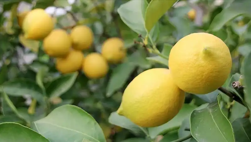 Limon Fiyatları Uçuşa Geçti: Adet Ücreti 24 Lirayı Buldu!