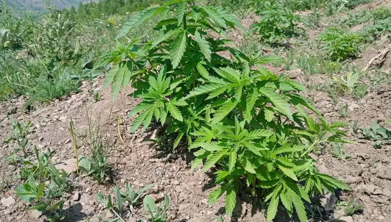 Bingöl'de Kenevir ve Kaçak Tütün Operasyonu: Gözaltına Alınanlar ve Çıkan Sonuçlar