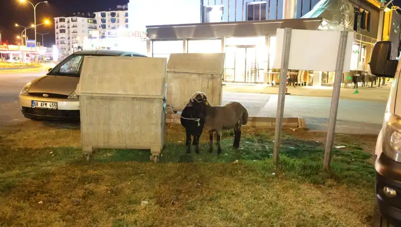 Mor Karaman Koyunları İçin Tehlike Çanları: Terk Edildiler!