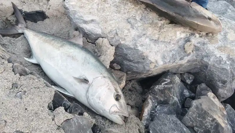 Oltayla Yakaladığı Dev Tuttu: 65 Kiloluk Balığı 18 Bin TL’ye Satışa Çıktı!