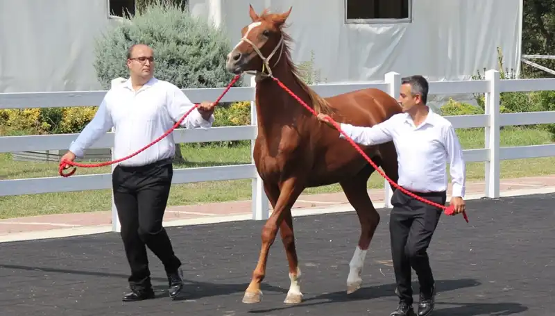 Rekor Kıran “Taşkın Kral” Şampiyona ile Tüm Gözleri Üzerine Çekti