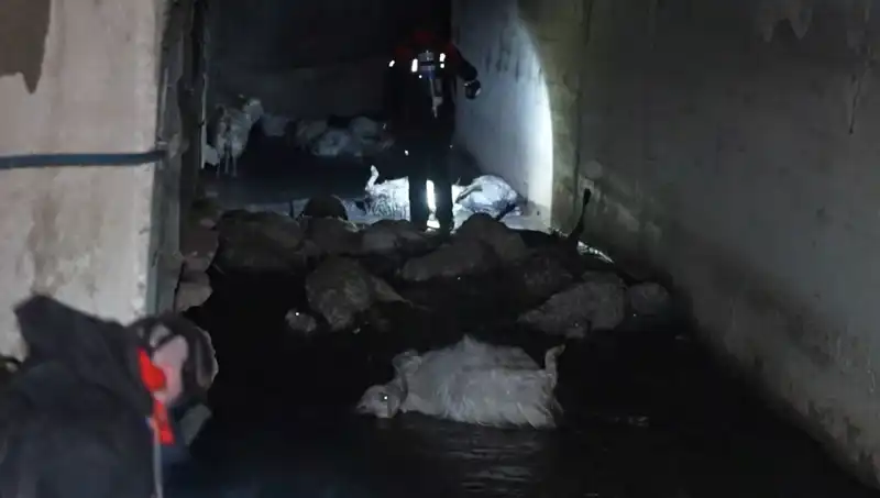 Keskin Koku Alarmı: Onlarca Hayvan Hayatını Kaybetti!