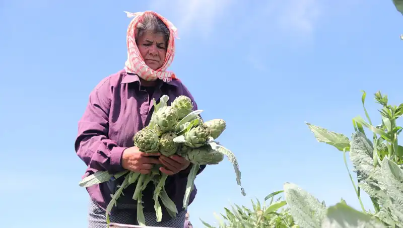 Taze Sebzeler Tezgahlarda: Tanesi 50 TL ile Yükselen Fiyatlar